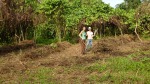 planting manioc, cassava