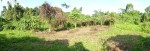 new staple garden, sweet potatoes, cassava, and cucumber