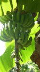 Vietnam bananas