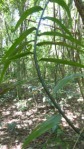 bamboo rope